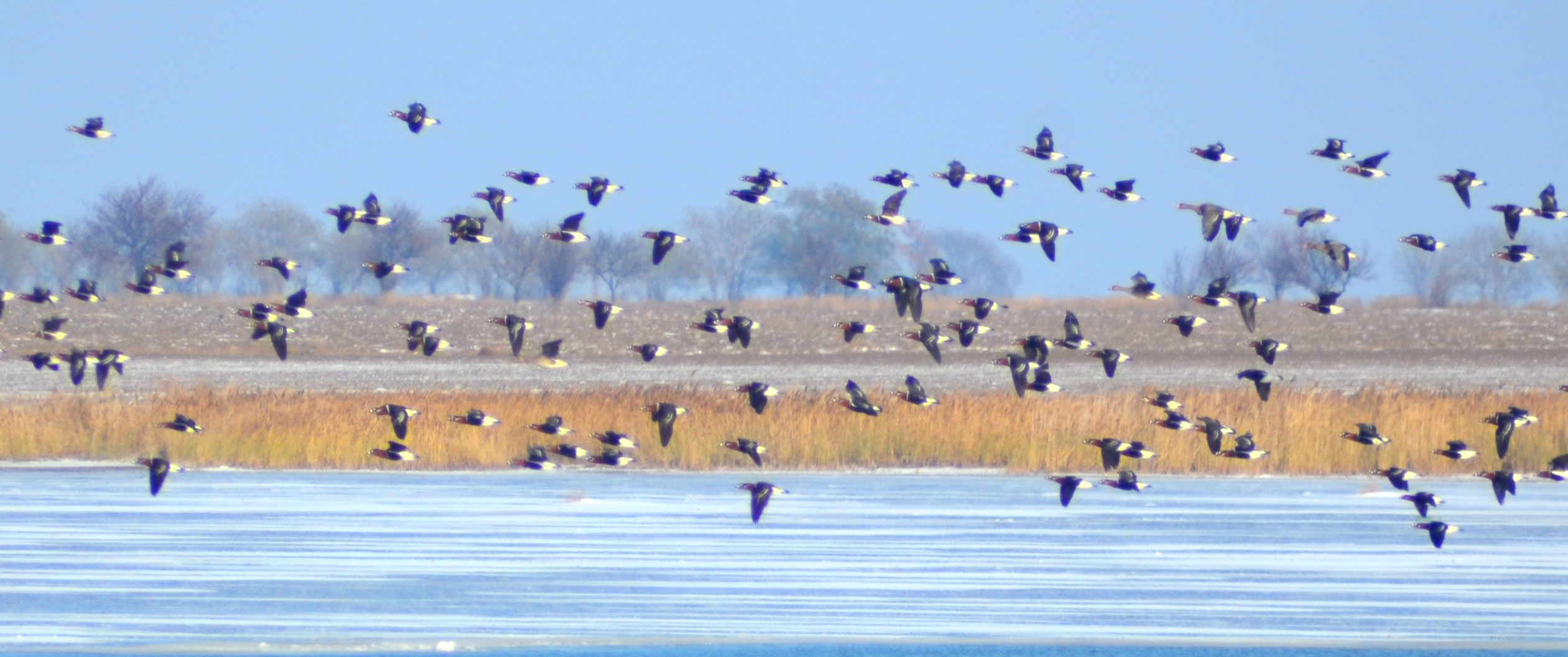 Birds in the estuaries